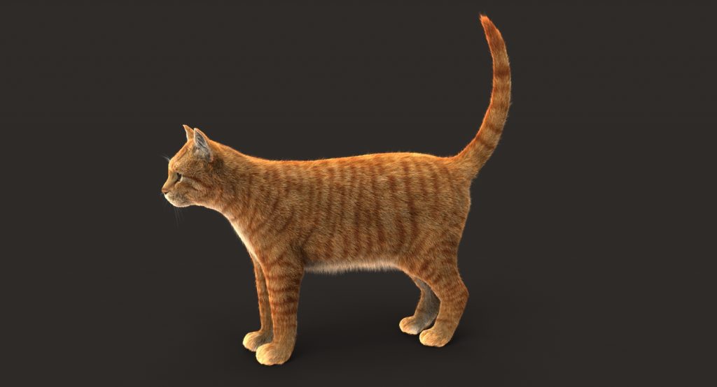 Buy CAT (ORANGE TABBY) (FUR) (ANIMATED) 3D Models Online