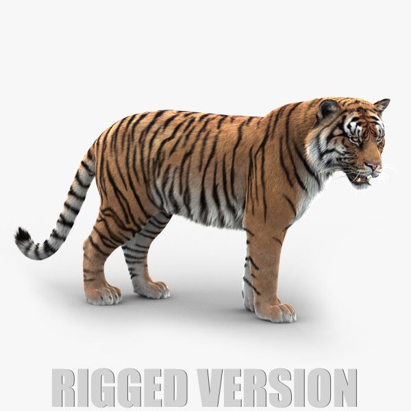 3D Tigers Models