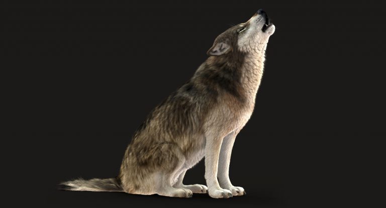 Buy WOLF (FUR) (RIGGED) 3D Models Online | Massimo Righi