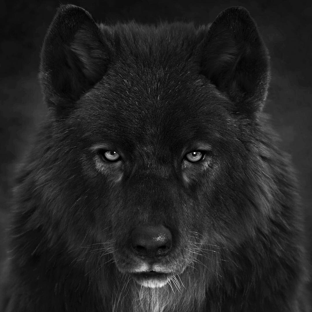 Black Wolf head - Massimo Righi
