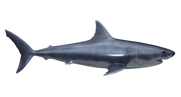 Buy GREAT WHITE SHARK 3D Models Online | Massimo Righi