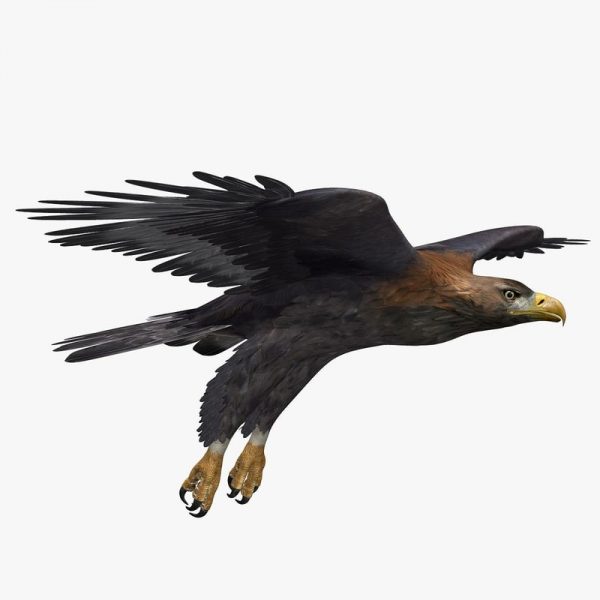 Golden Eagle Animated