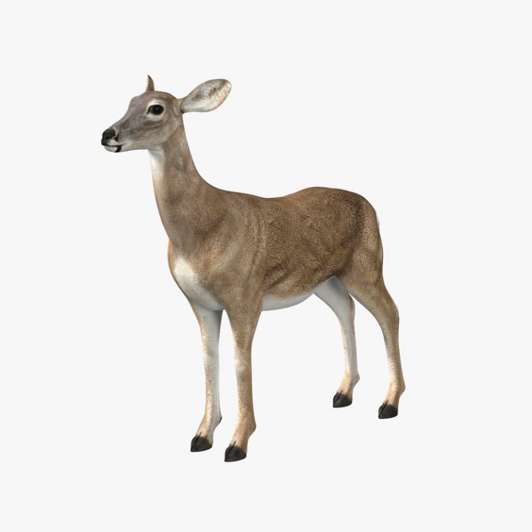 Buy DOE (ANIMATED) 3D Models Online | Massimo Righi