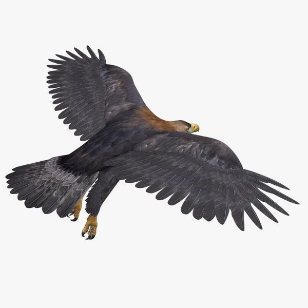 Golden Eagle Animated