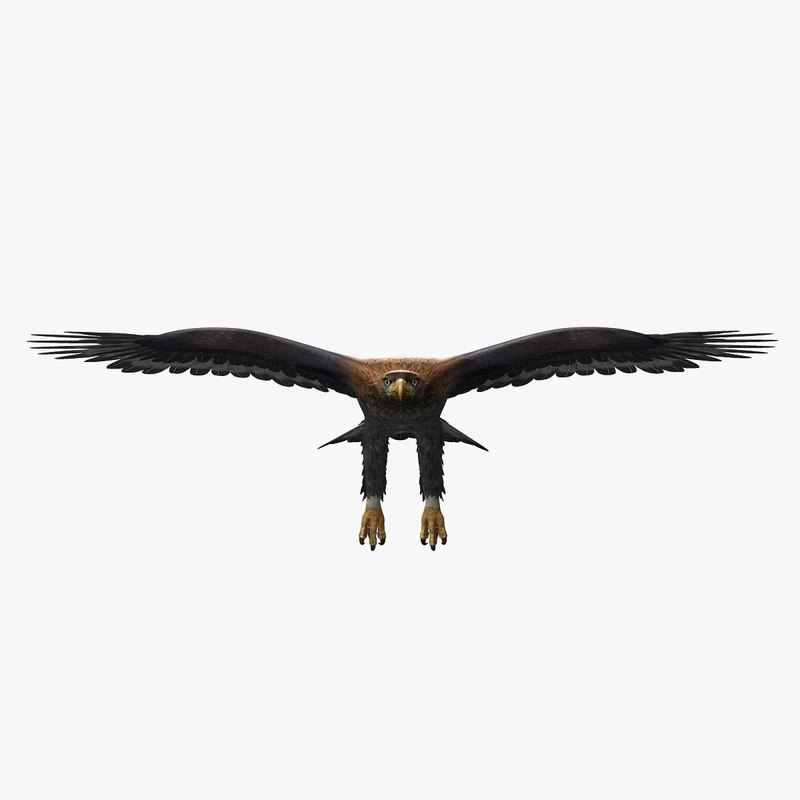 Golden Eagle Animated