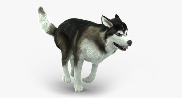 Buy siberian clearance husky online