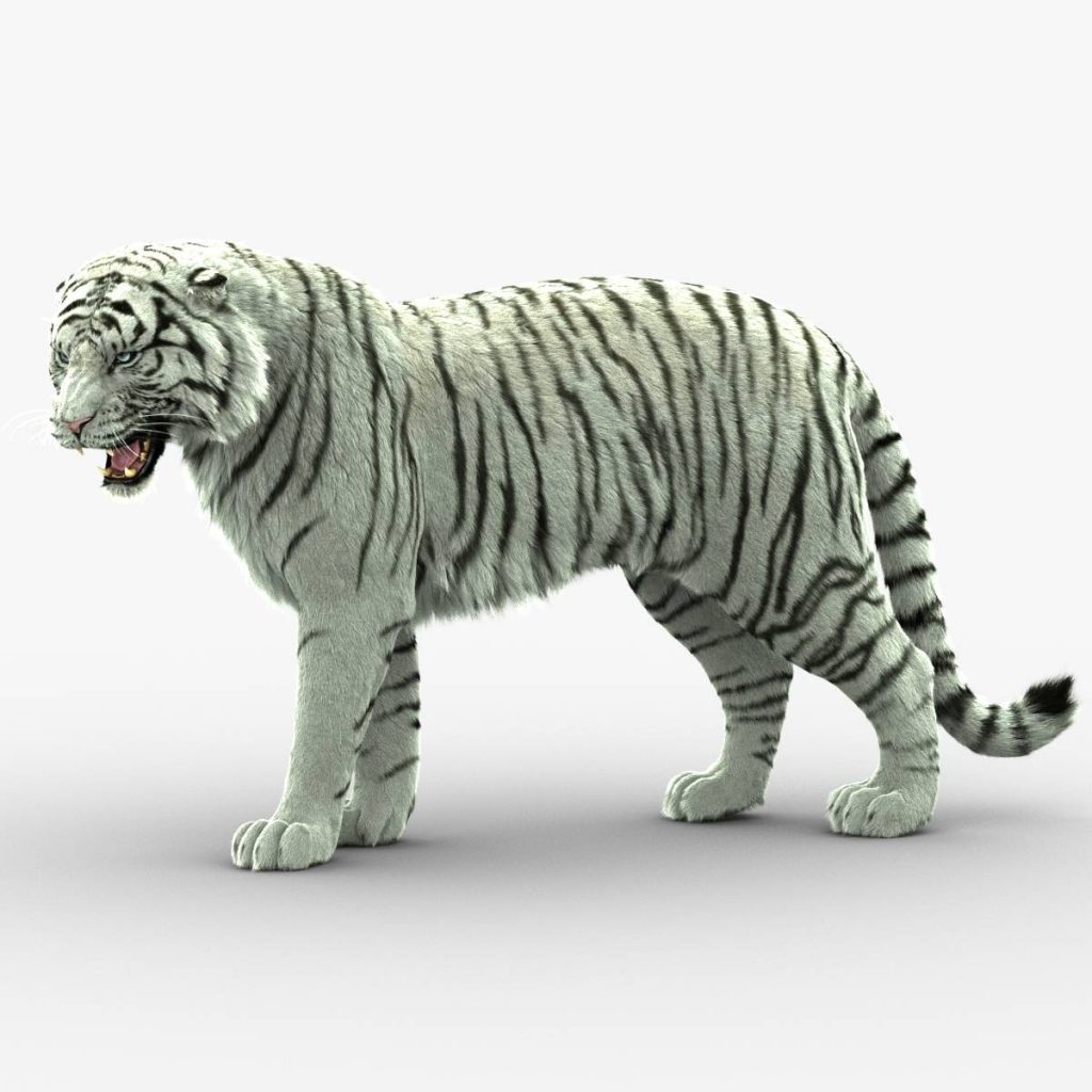 Tiger 3D Models for Download