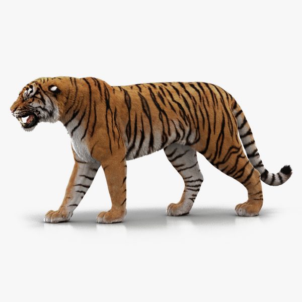 Tiger 3d model - Rigged, with Fur