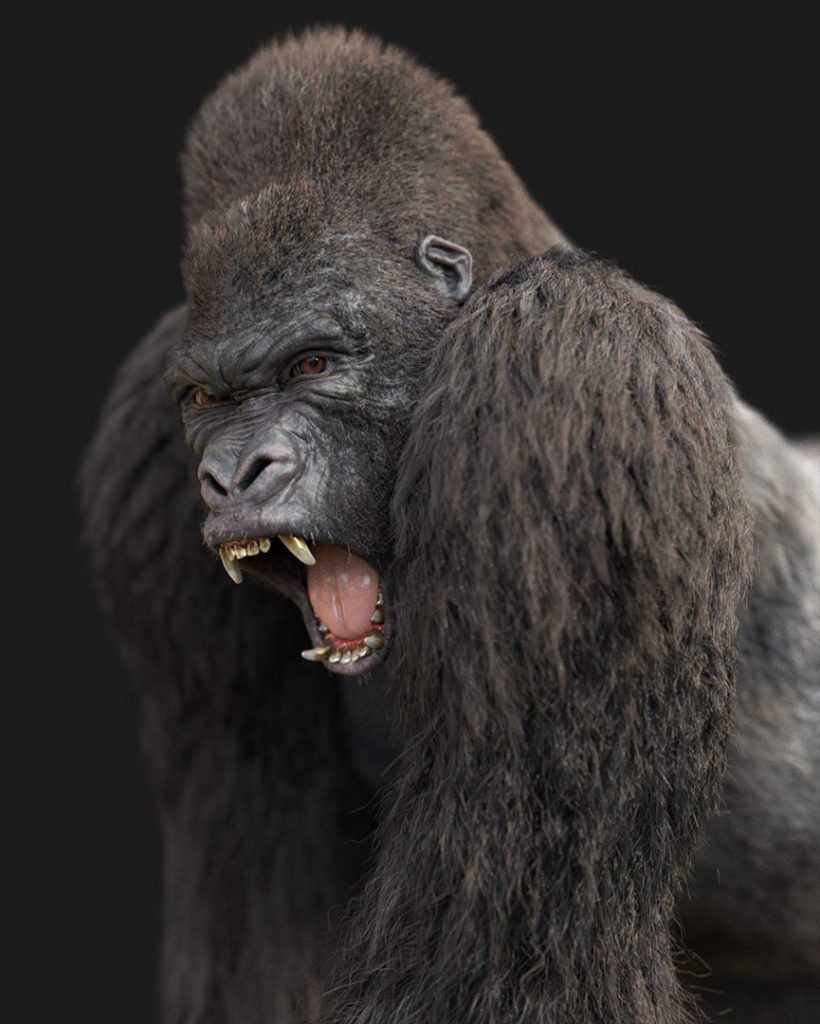 Gorilla (FUR) - Massimo Righi