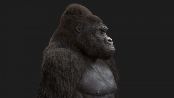 Gorilla (FUR) - Massimo Righi