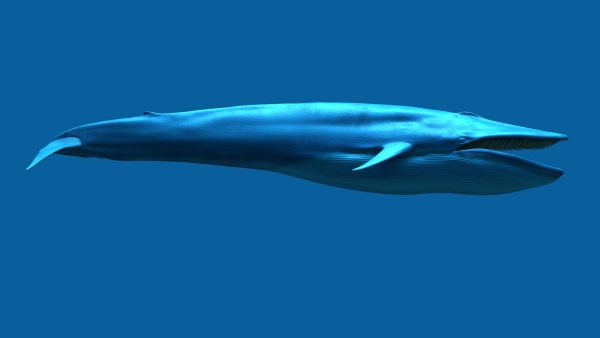 Buy Blue Whale 3D Model Online | Massimorighi.com