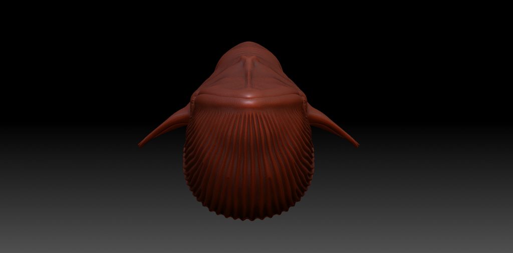 Buy Blue Whale 3D Model Online | Massimorighi.com