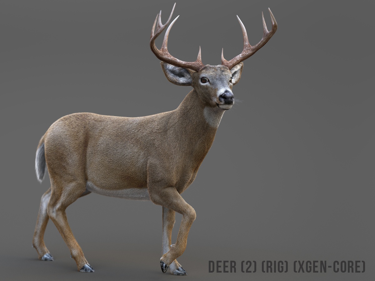 Deer model clearance